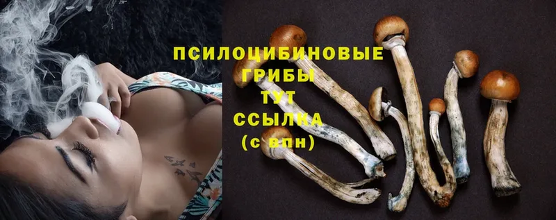 Псилоцибиновые грибы Psilocybine cubensis  Алдан 